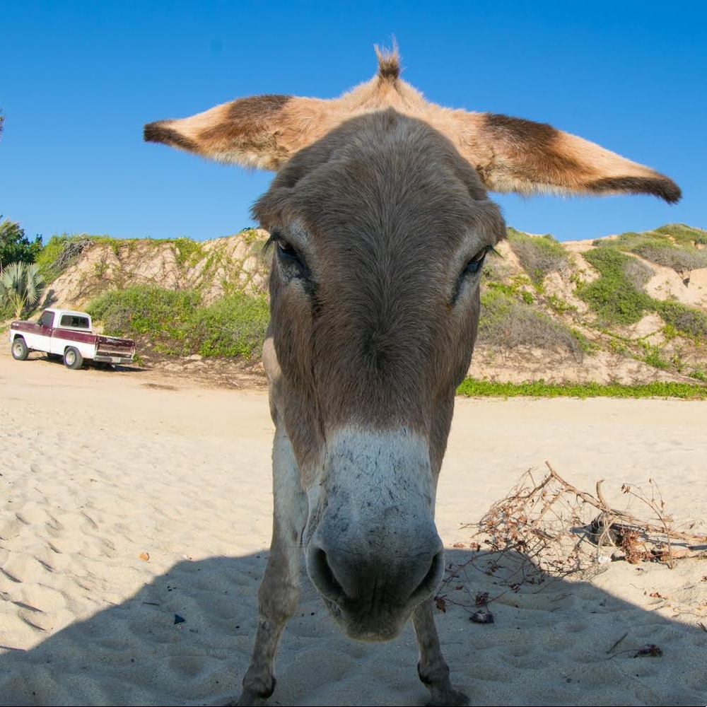 Meet your Posher, Kalum